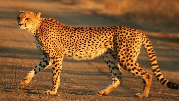 naidunia_image